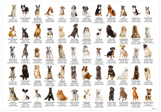 Podkład na biurko PSY,  Derform