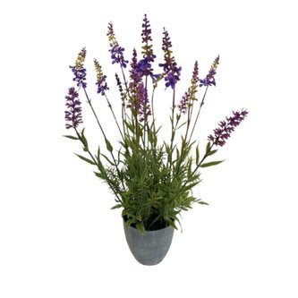 Levandule v květináči  55496