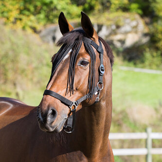 HORZE Třásně proti hmyzu Nylon Černá Pony