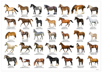 Podkład na biurko konie, Derform