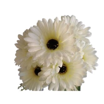 Gerbera kyt., bílá  J153 bílá