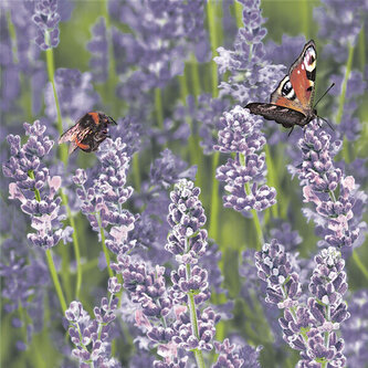 Ubrousky MAKI L (20ks) Lavender Field with Bumblebee