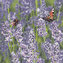 Ubrousky MAKI L (20ks) Lavender Field with Bumblebee