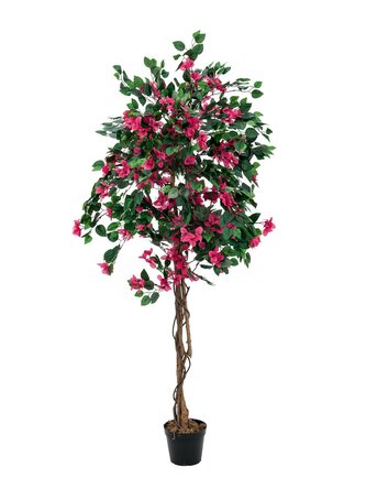 Bougainvillea červená, 150 cm
