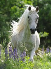 RAVENSBURGER Puzzle Bílý hřebec XXL 100 dílků