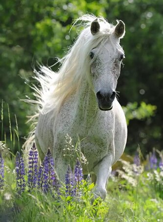 RAVENSBURGER Puzzle Bílý hřebec XXL 100 dílků