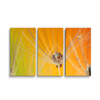 Obraz - 3-dílný Odkvetlé pampelišky 2: 120x80 cm