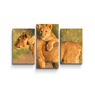 Obraz - 3-dílný Lvíčata: 75x50 cm