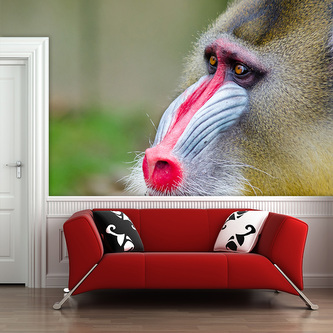 Tapeta Mandril: 208x125 cm Tapeta Mandril: 208x125 cm