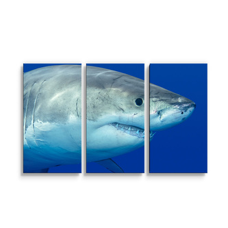 Obraz - 3-dílný Žralok: 120x80 cm Obraz - 3-dílný Žralok: 120x80 cm
