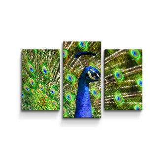 Obraz - 3-dílný Páv: 75x50 cm
