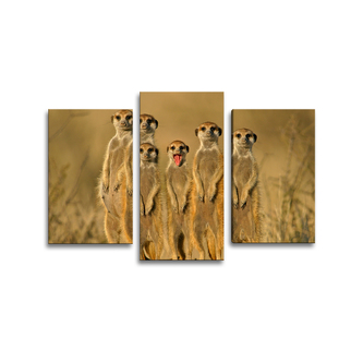 Obraz - 3-dílný Surikaty: 75x50 cm