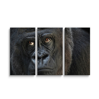 Obraz - 3-dílný Gorila: 120x80 cm