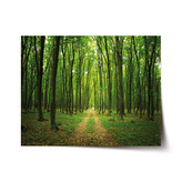 Plakát Cesta v lese: 90x60 cm