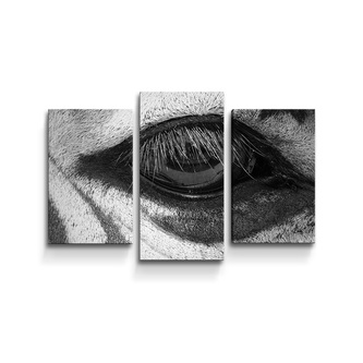 Obraz - 3-dílný Oko zebry: 75x50 cm Obraz - 3-dílný Oko zebry: 75x50 cm