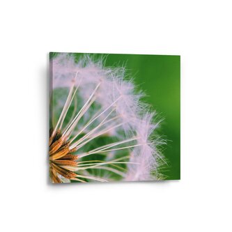 Obraz Odkvetlé pampelišky 3: 50x50 cm