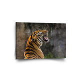 Obraz Řvoucí tygr: 90x60 cm