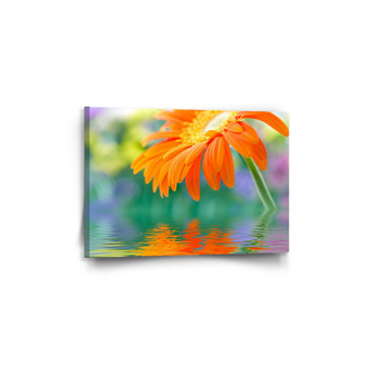 Obraz Oranžová gerbera: 60x40 cm