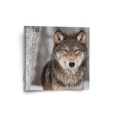 Obraz Vlk 2: 50x50 cm