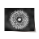 Plakát Černobílá pampeliška: 60x40 cm