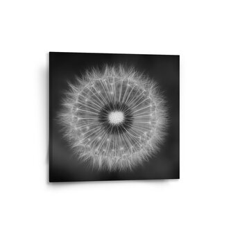 Obraz Černobílá pampeliška: 50x50 cm