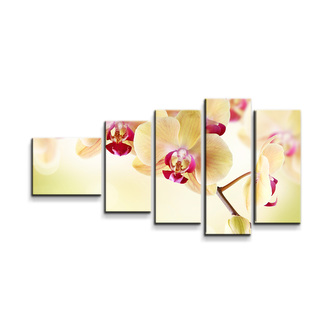 Obraz - 5-dílný Orchidej 2: 100x60 cm