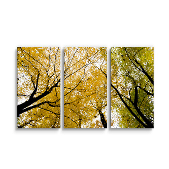 Obraz - 3-dílný Koruny stromů: 120x80 cm