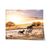 Plakát Safari: 90x60 cm