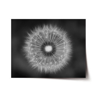 Plakát Černobílá pampeliška: 90x60 cm Plakát Černobílá pampeliška: 90x60 cm