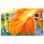 Prostírání Oranžová gerbera: 40x30cm