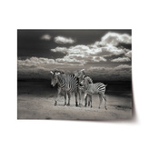 Plakát Zebry: 60x40 cm
