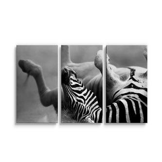 Obraz - 3-dílný Válející se zebra: 120x80 cm