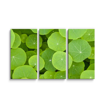 Obraz - 3-dílný Listy leknínu: 120x80 cm