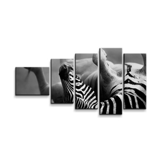 Obraz - 5-dílný Válející se zebra: 100x60 cm