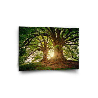 Obraz Stromy: 90x60 cm