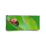 Obraz Beruška na listě: 110x50 cm