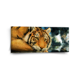 Obraz Tygr: 110x50 cm