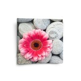 Obraz Gerbera na kamenech: 50x50 cm
