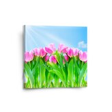 Obraz Růžové tulipány: 50x50 cm