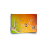 Obraz Odkvetlé pampelišky 2: 60x40 cm