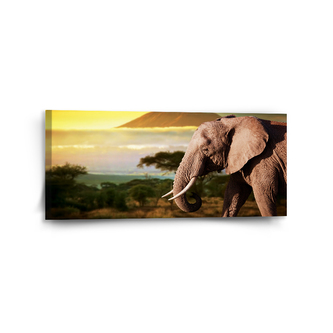 Obraz Slon z profilu: 110x50 cm