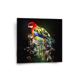 Obraz Barevný papoušek: 50x50 cm