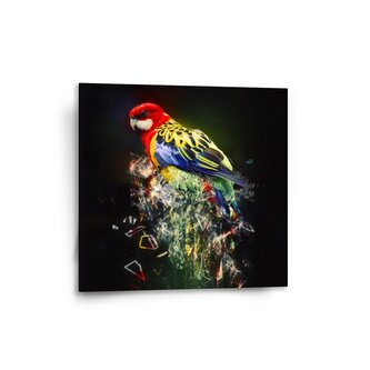 Obraz Barevný papoušek: 50x50 cm