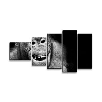 Obraz - 5-dílný Orangutan: 100x60 cm