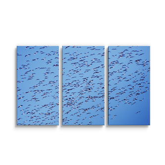 Obraz - 3-dílný Hejno ptáků: 120x80 cm