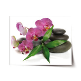 Plakát Orchideje a kameny: 60x40 cm