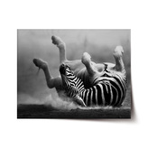 Plakát Válející se zebra: 90x60 cm