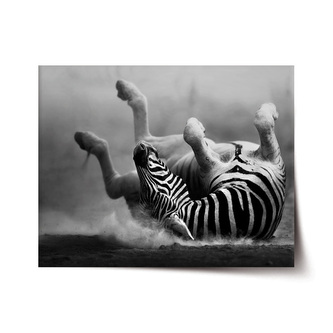 Plakát Válející se zebra: 90x60 cm