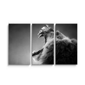 Obraz - 3-dílný Řvoucí lev: 120x80 cm