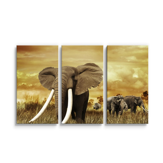 Obraz - 3-dílný Slon Africký: 120x80 cm